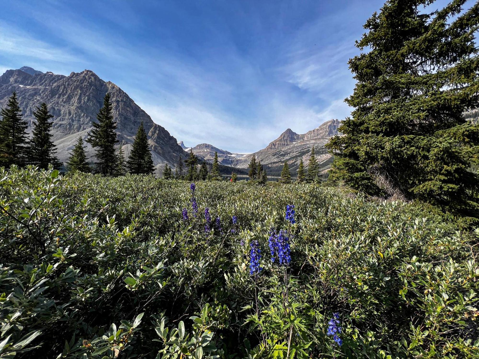 The Lodge At Bow Lake Lake Louise Exteriör bild